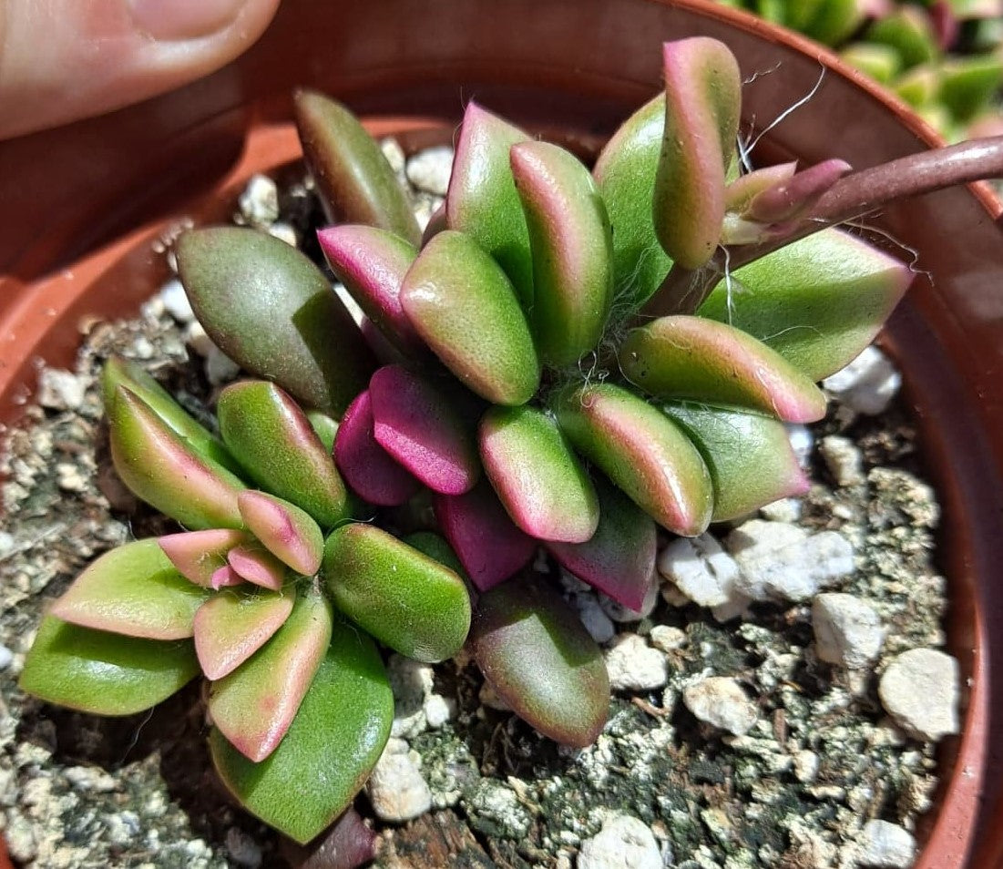 anacampseros succulent Anacampseros telephiastrum f. variegata 'Sunrise' in 4 Inch Live Succulent