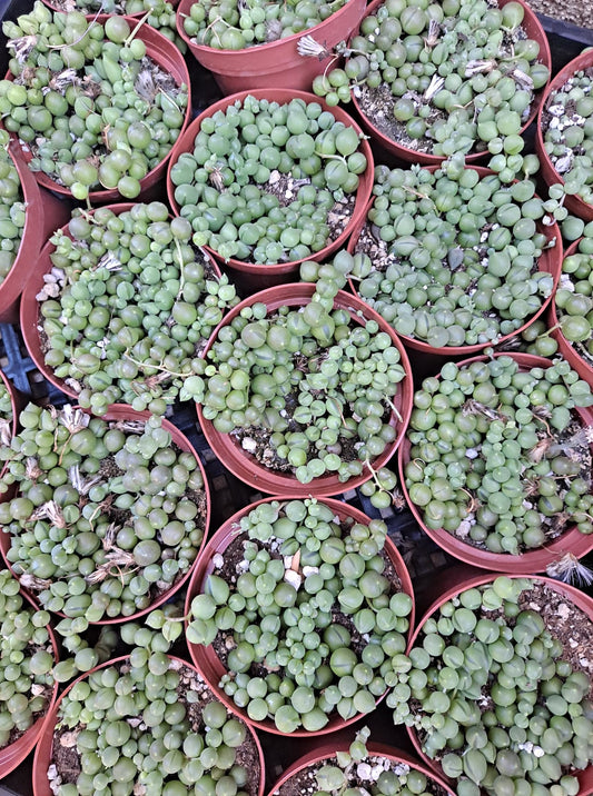 Senecio Rowleyanus String of Pearls