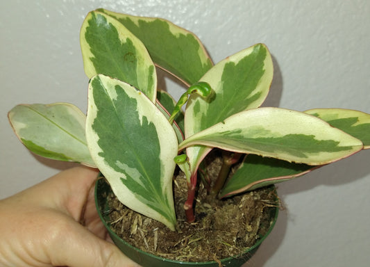 Peperomia 'Ginny' 4" Live Houseplant