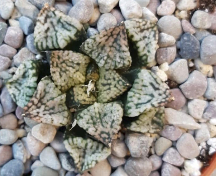 Haworthia picta 'Pandora' 4 Inch Live Succulent