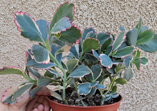 Kalanchoe fedtschenkoi variegata aka Lavender Scallops