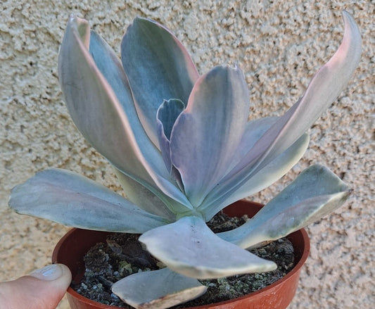 Echeveria decora