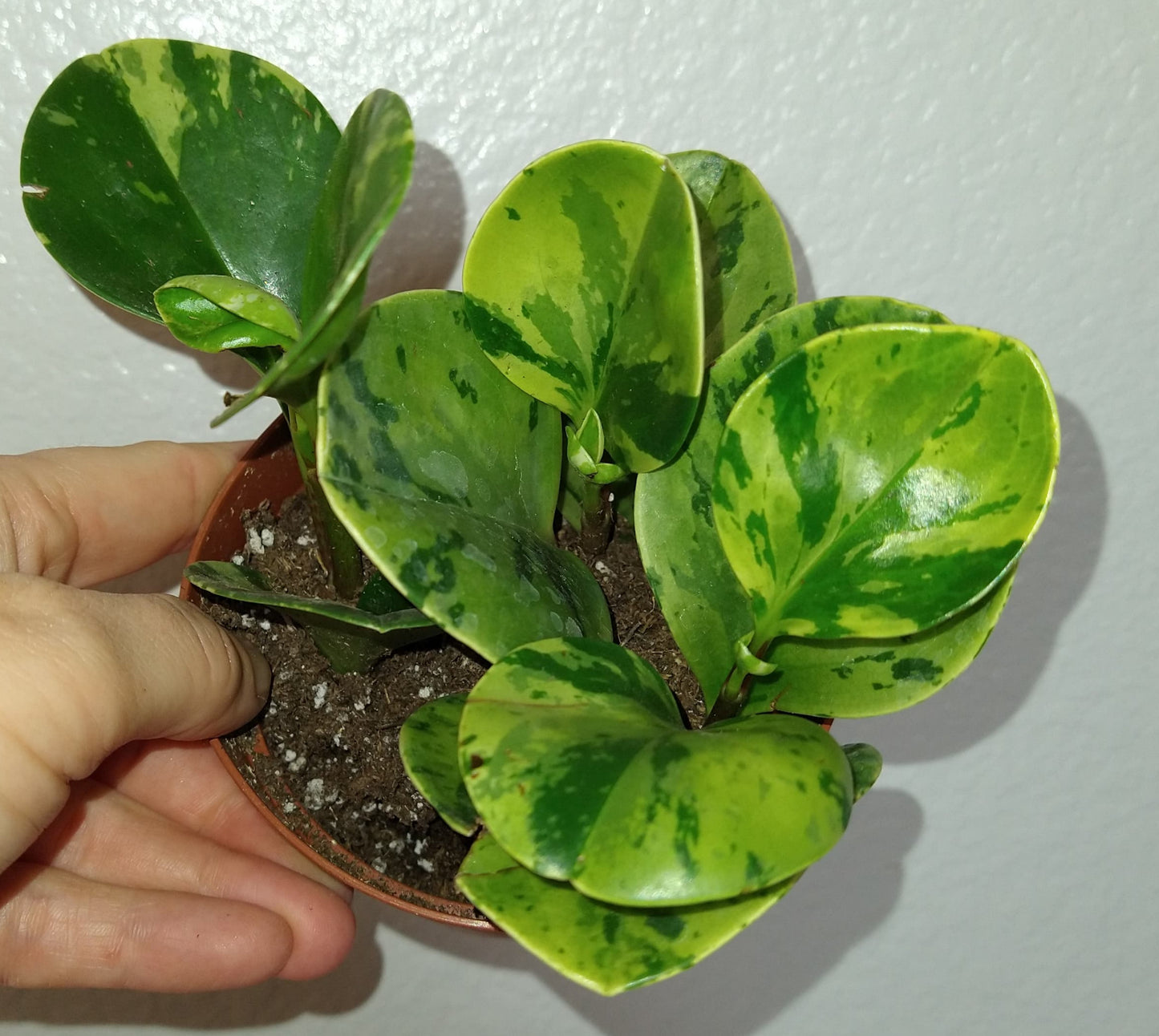 Peperomia obtusifolia "Marble" 4" Live Houseplant
