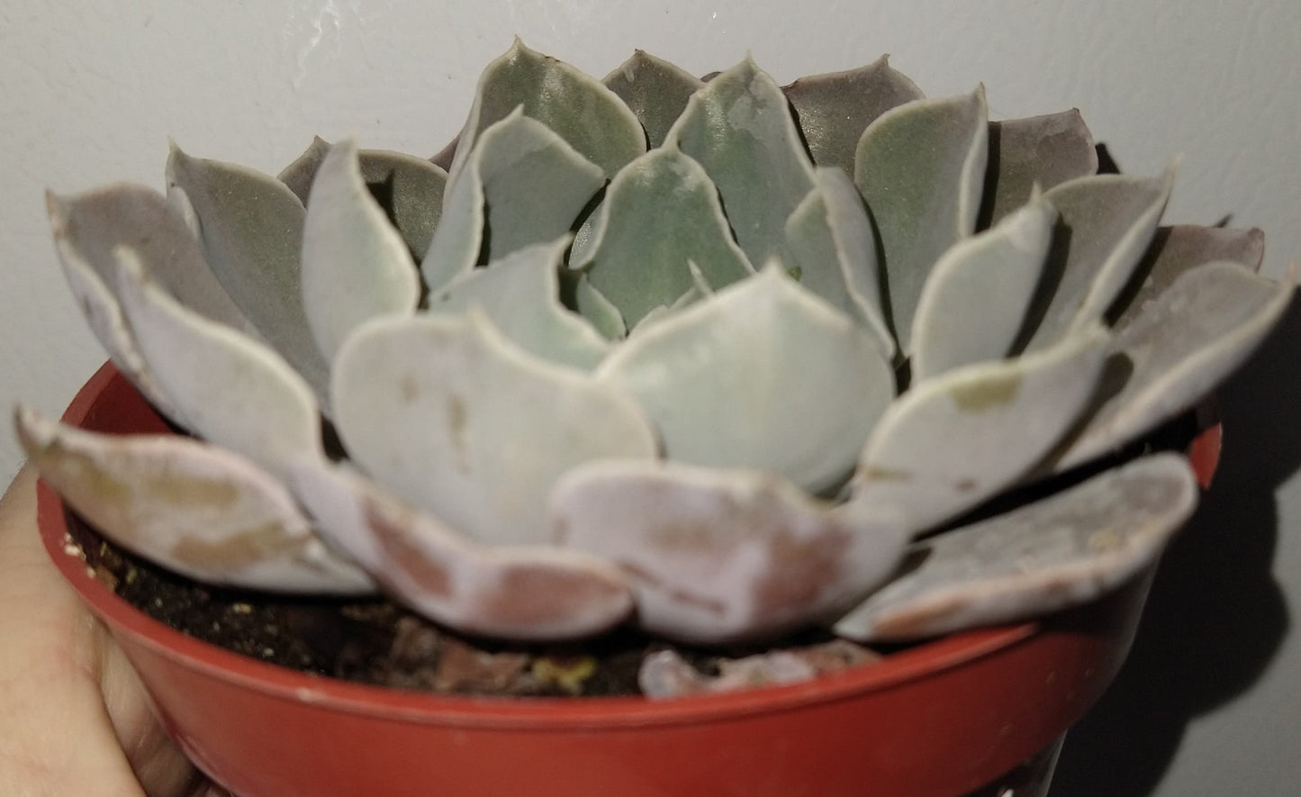 Echeveria 'Gray Curl' 4 inch Live Succulents