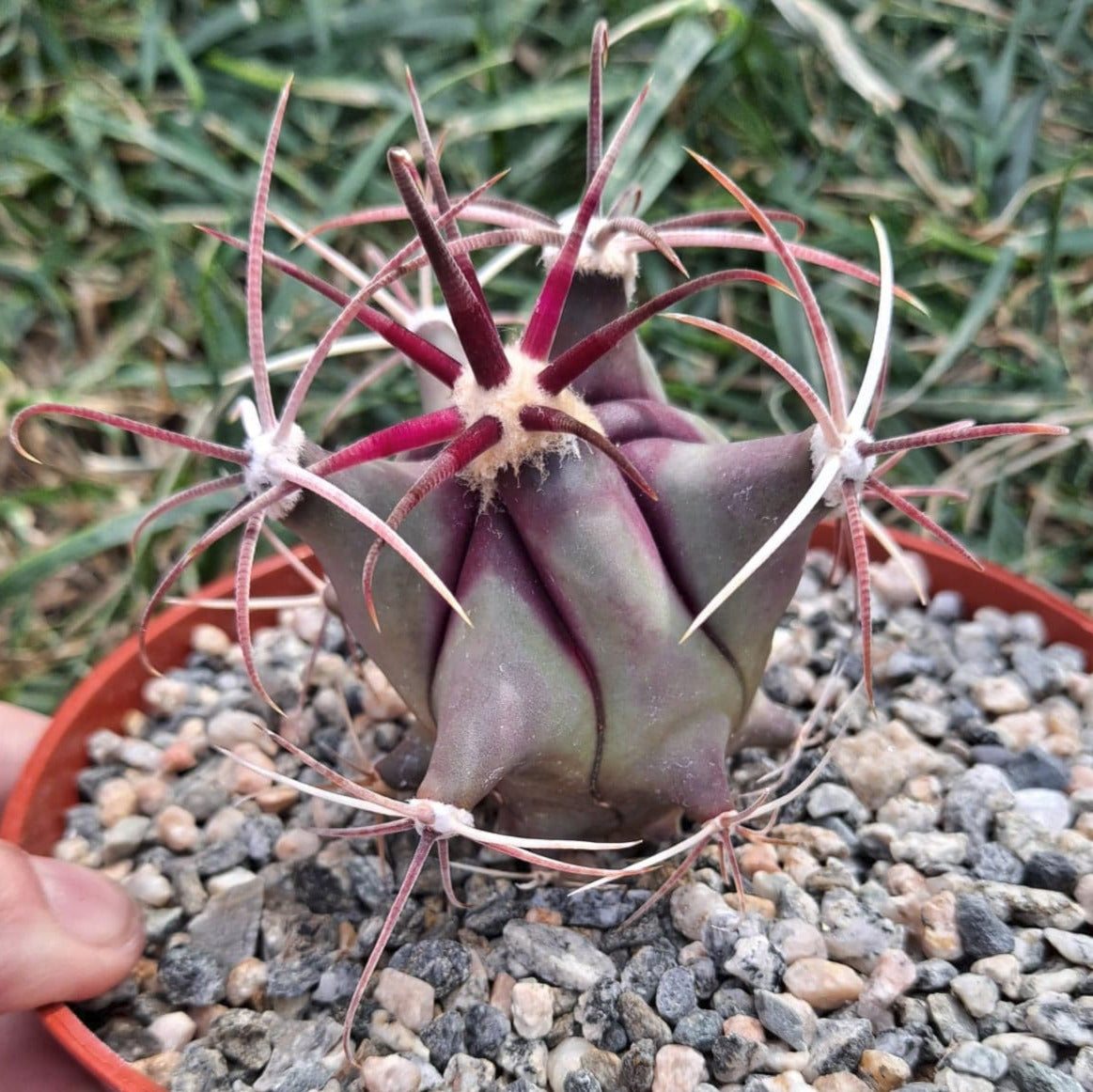 Ferocactus covillei in 4 Inch Live Cactus