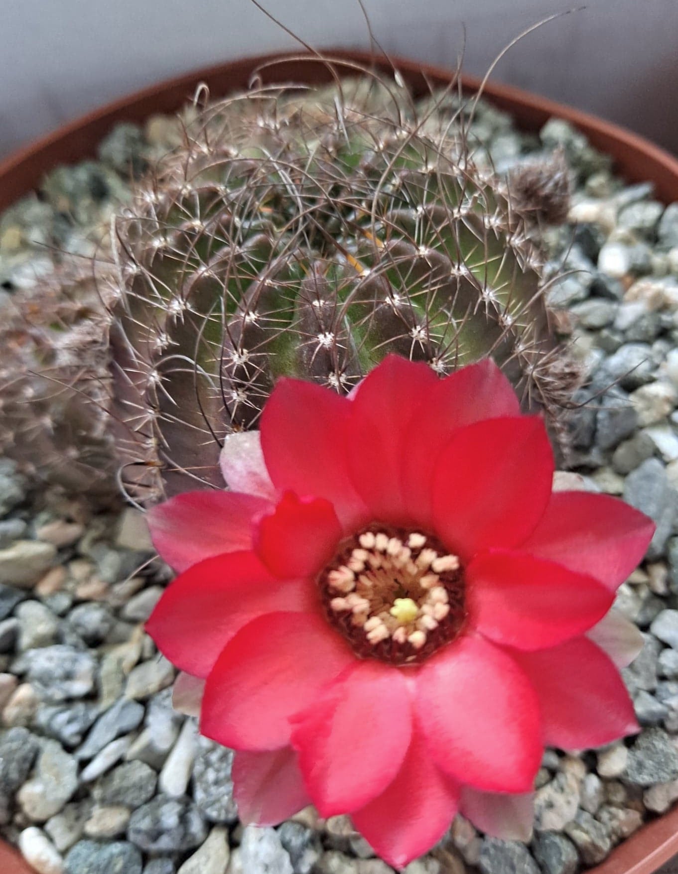 Lobivia saltensis in 6 Inch Live Cactus