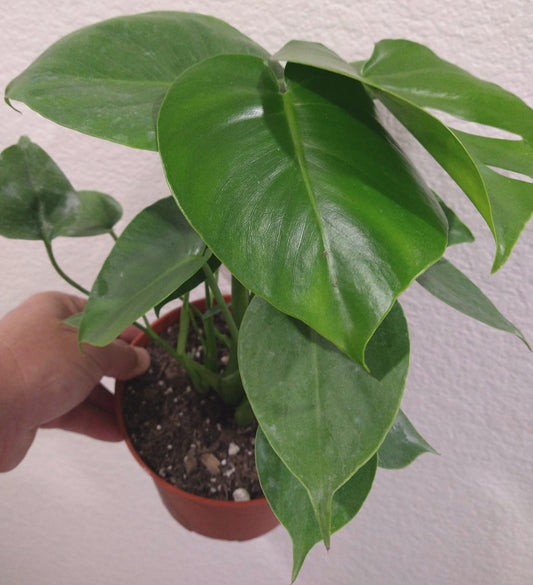 Monstera deliciosa aka Split Leafed Philodendron 6 Inch Live Houseplant