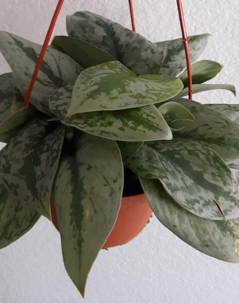 Scindapsus pictus 'Exotica' 6" Live Houseplant