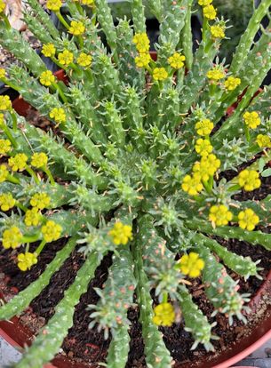 Euphorbia flanaganii Medusa Head in 8 Inch Live Succulent