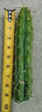 T. 'PR002' Live Cactus Cutting
