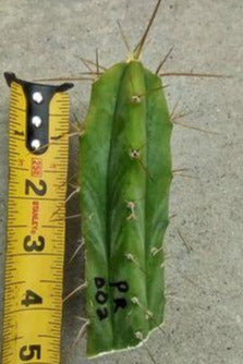 Small T. 'PR002' Live Cactus Cutting