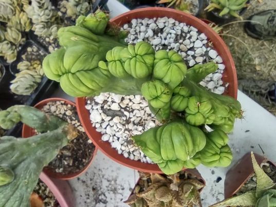 TBMC in 6" Live Cactus