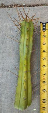 Trichocereus Lost Label Live Cactus Cutting
