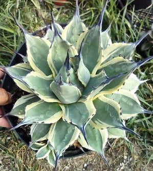 Agave Applanata 'Cream Spike' in 8 Inch Live Succulent