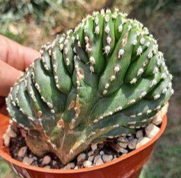 Pachycereus marginatus f. cristata aka Crested Mexican Fence Post Live Cactus