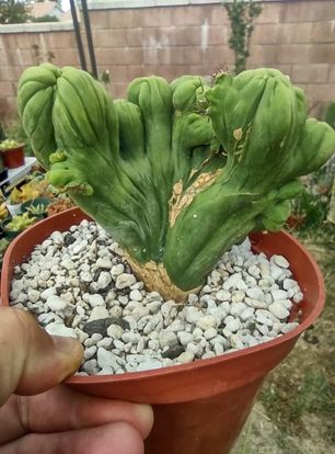 TBMC in 6" Live Cactus