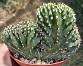 Pachycereus marginatus f. cristata aka Crested Mexican Fence Post Live Cactus