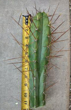 Trichocereus Lost Label Live Cactus Cutting
