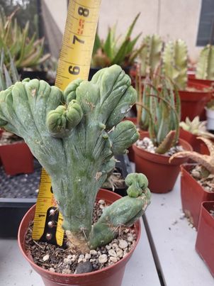 TBMC in 4" Live Cactus