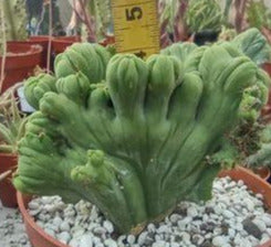 TBMC in 6" Live Cactus