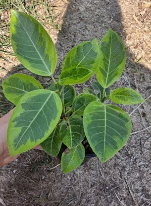 Ficus altissima 'Yellow Gem' 4.5 Inch Live Houseplant