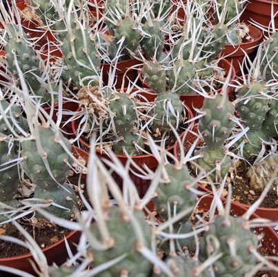 Tephrocactus articulatus var. papyracanthus aka Paper Spine Live Cactus in 4 Inch
