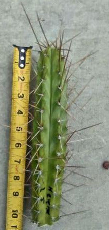 T. 'Helen x LJ' Live Cactus Cutting