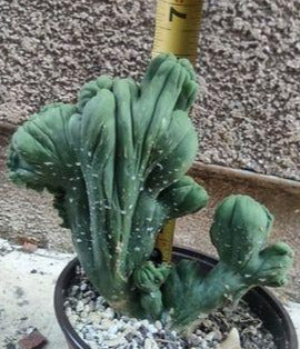 TBMC in a 6 Inch Live Cactus