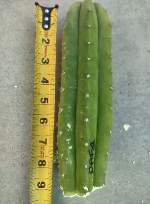 T. 'DAFQ' Live Cactus Cutting