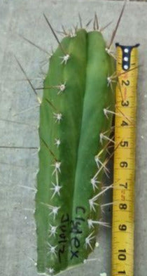 Trichocereus 'Clyde x Juulz' Live Cactus Cutting
