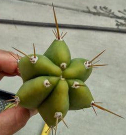 T. 'Helen x (SS02 x SS01)' Live Cactus Cutting