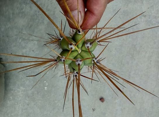 T. 'Helen x LJ' Live Cactus Cutting