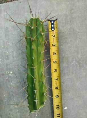 Trichocereus Lost Label Live Cactus Cutting
