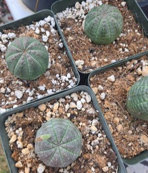 Euphorbia obese Live Succulent in 4 Inch