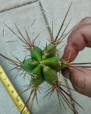 Trichocereus Lost Label Live Cactus Cutting