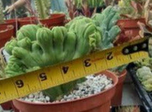 TBMC in 6" Live Cactus