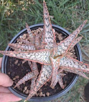 Aloe 'Mauna Loa' in 6 Inch Live Succulent