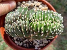 Pachycereus marginatus f. cristata aka Crested Mexican Fence Post Live Cactus