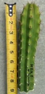 T. 'PR003' (Huarazensis x ?) Live Cactus Cutting