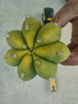 T. 'DAFQ' Live Cactus Cutting