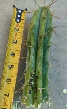 T. 'Baker x Helen' Live Cactus Cutting