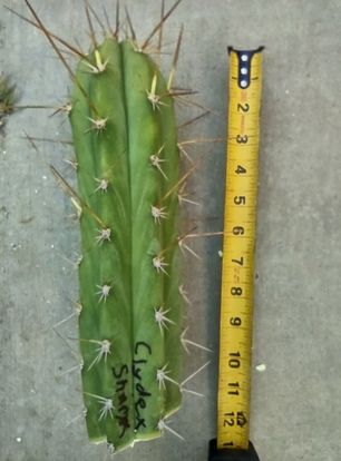 Trichocereus 'Clyde x Sharxx Blue' Live Cactus Cutting