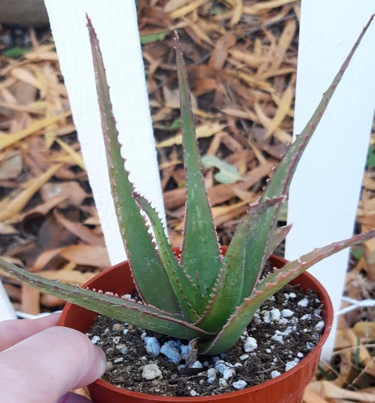 Aloe 'Coral Fire' 4 Inch Live Succulent