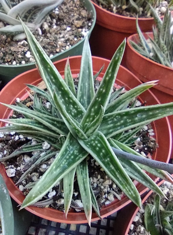gasteraloe succulents Gasteraloe 'White Wings' in 6 Inch Live Succulent
