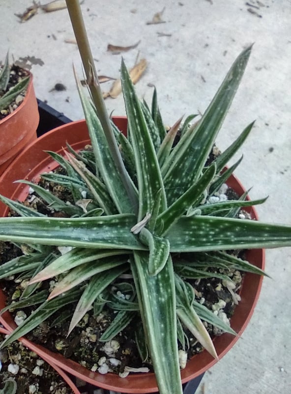 Gasteraloe 'White Wings' in 6 Inch Live Succulent