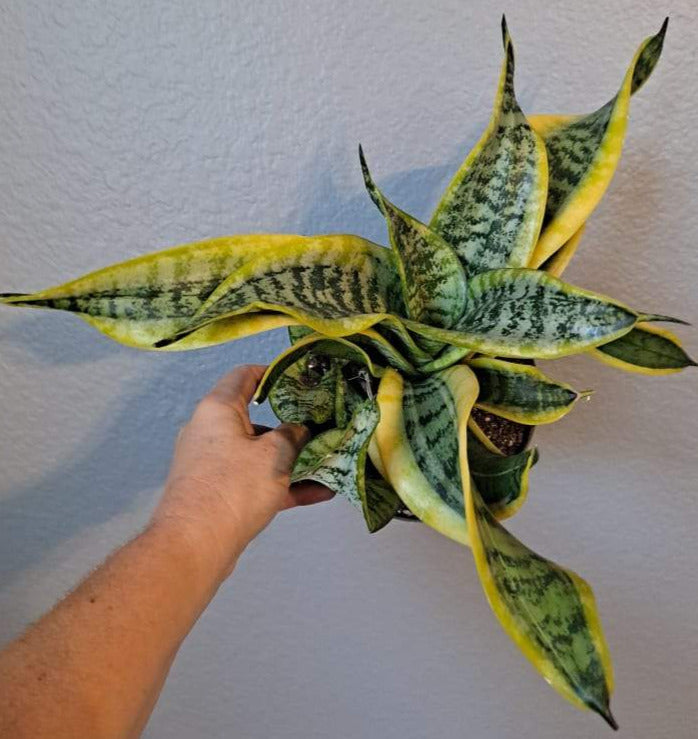 dracaena trifasciata 'twisted sister' Sansevieria trifasciata 'Twisted Sister' in 6 Inch Live Houseplant – Phoenix Rising Succulents