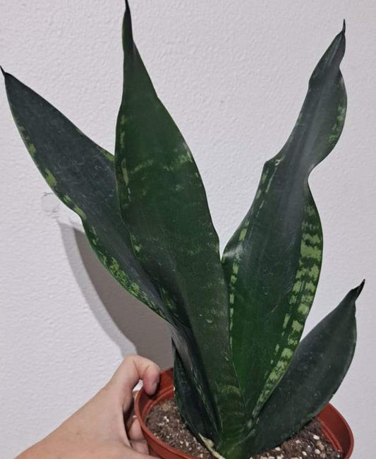 Sansevieria Trifasciata Whitney in 6 Inch Live Houseplant
