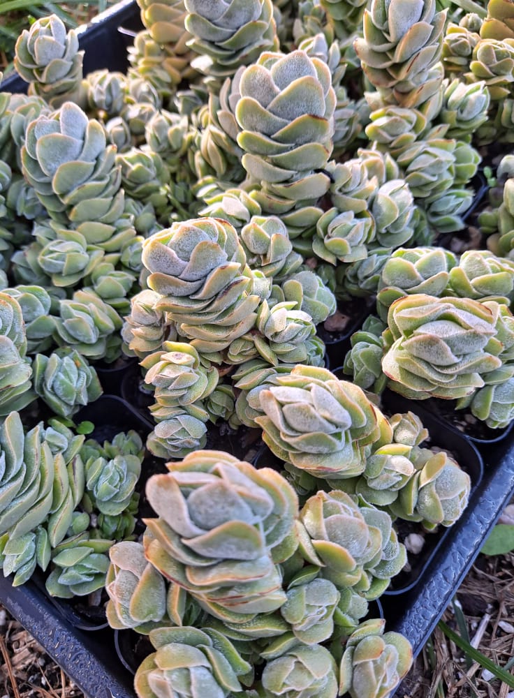 Crassula 'Ivory Pagoda' in 2 Inch Live Succulent