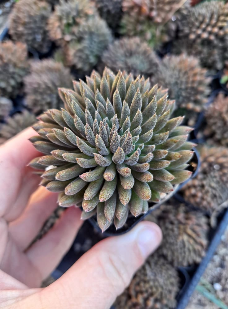 yunnanensis succulent Sinocrassula yunnanensis Chinese Jade in 2 Inch Live Succulent