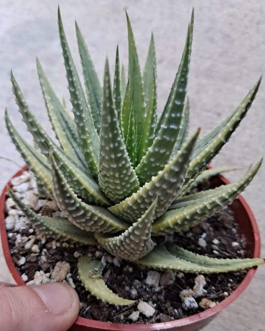 Haworthia pumila variegata in 4 Inch Live Succulent